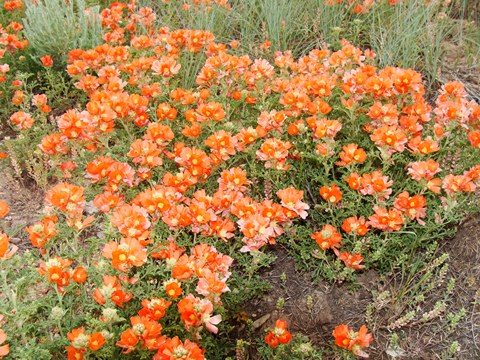 Alplains Seed Catalog Sphaeralcea To Zinnia Sphaeralcea Gierischii